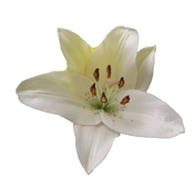 White lily